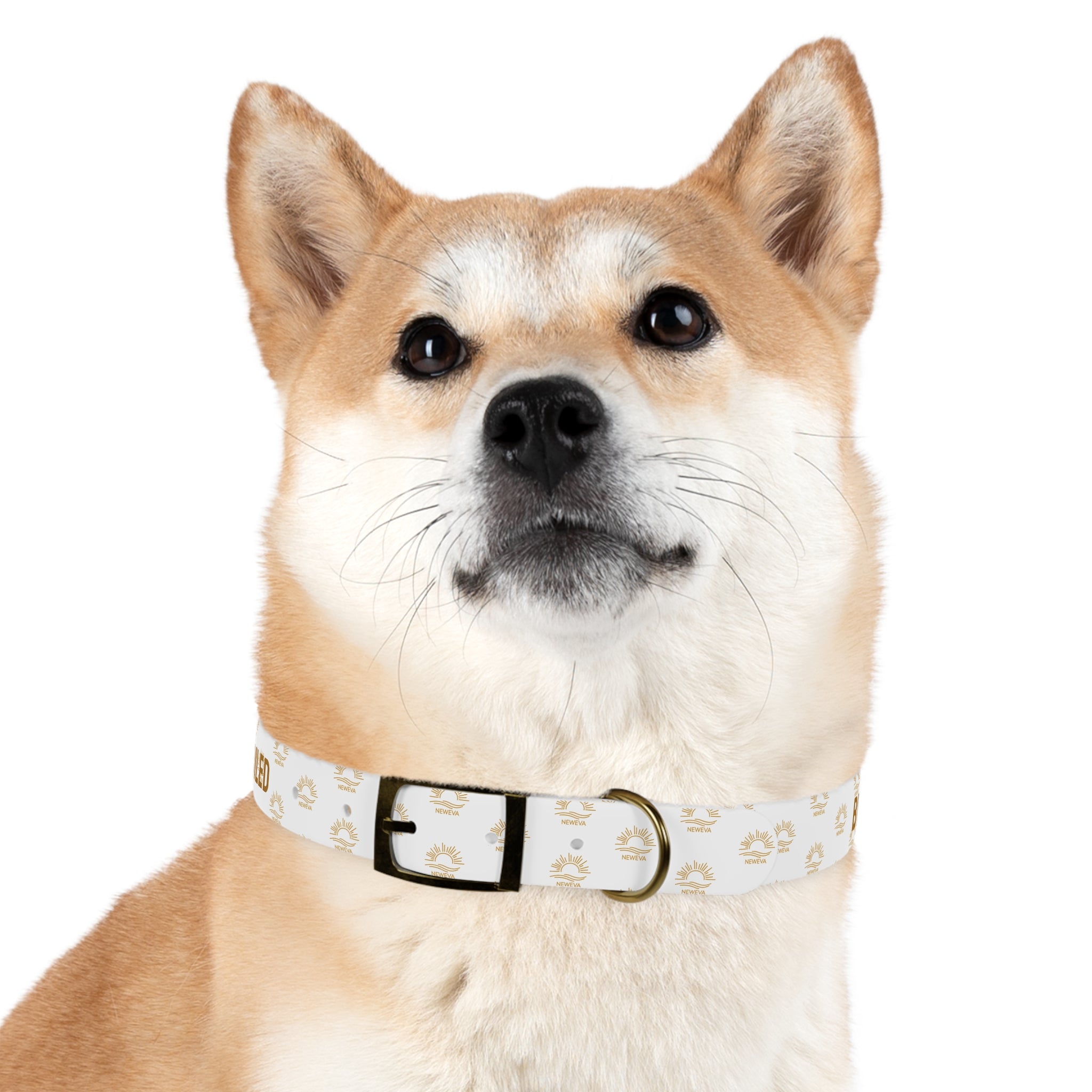 Blessed, Loved, & Slightly Spoiled Collar
